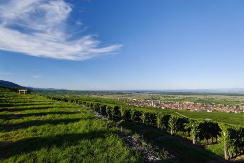 Pfaffenheim0706-18