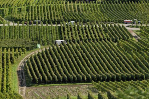 Vendanges_Pfaffenheim_1006_13