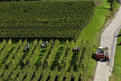 Vendanges_Pfaffenheim_1006_7